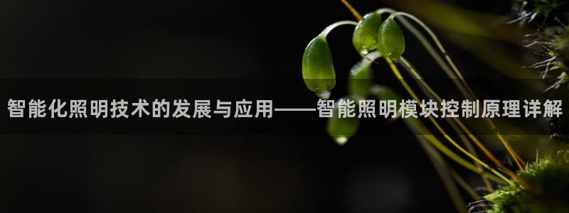 云顶国际服叫啥